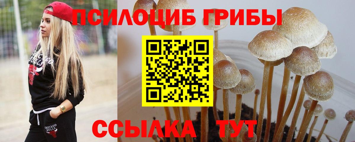 Псилоцибиновые грибы Cubensis  Вход с VPN  Минусинск 